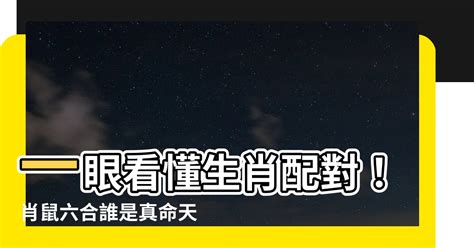 屬雞和屬鼠|12 生肖配對的三合，六合，沖六，守衛保護六